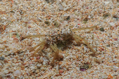 Halicarcinus