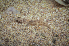 Favonigobius exquisitus