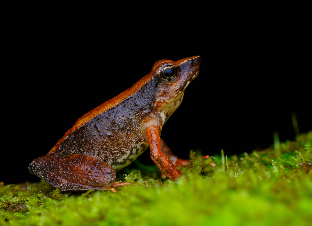 Beautiful Dancing Frog