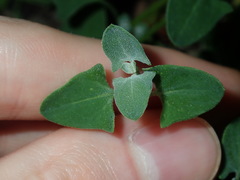 Chenopodium trigonon