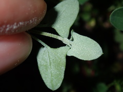 Chenopodium trigonon