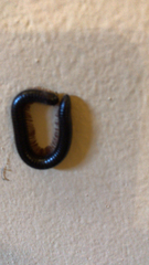 Pachyiulus oenologus