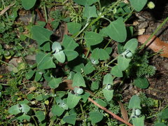 Chenopodium trigonon