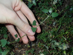 Chenopodium trigonon