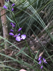 Comesperma volubile