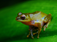 Beddome's Bush Frog photo 5