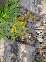 Solidago canadensis