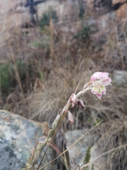 Gladiolus permeabilis