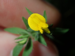 Lotus angustissimus