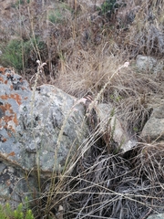 Gladiolus permeabilis