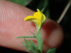 Lotus angustissimus