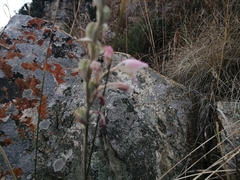 Gladiolus permeabilis