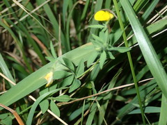 Lotus angustissimus