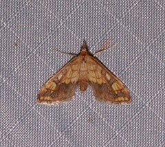Choristostigma leucosalis
