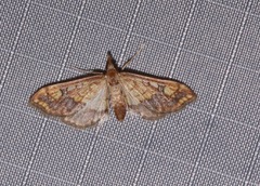 Choristostigma leucosalis