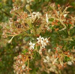 Pomaderris obcordata