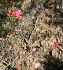 Nemesia pageae