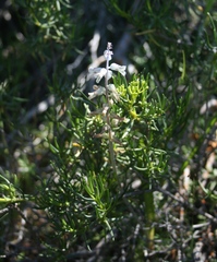 Lachenalia judithiae