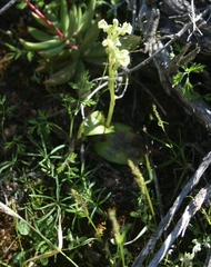 Pterygodium volucris