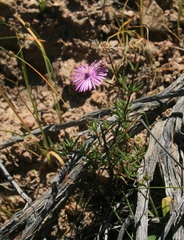 Lampranthus elegans
