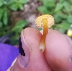 Hygrocybe