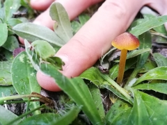 Hygrocybe