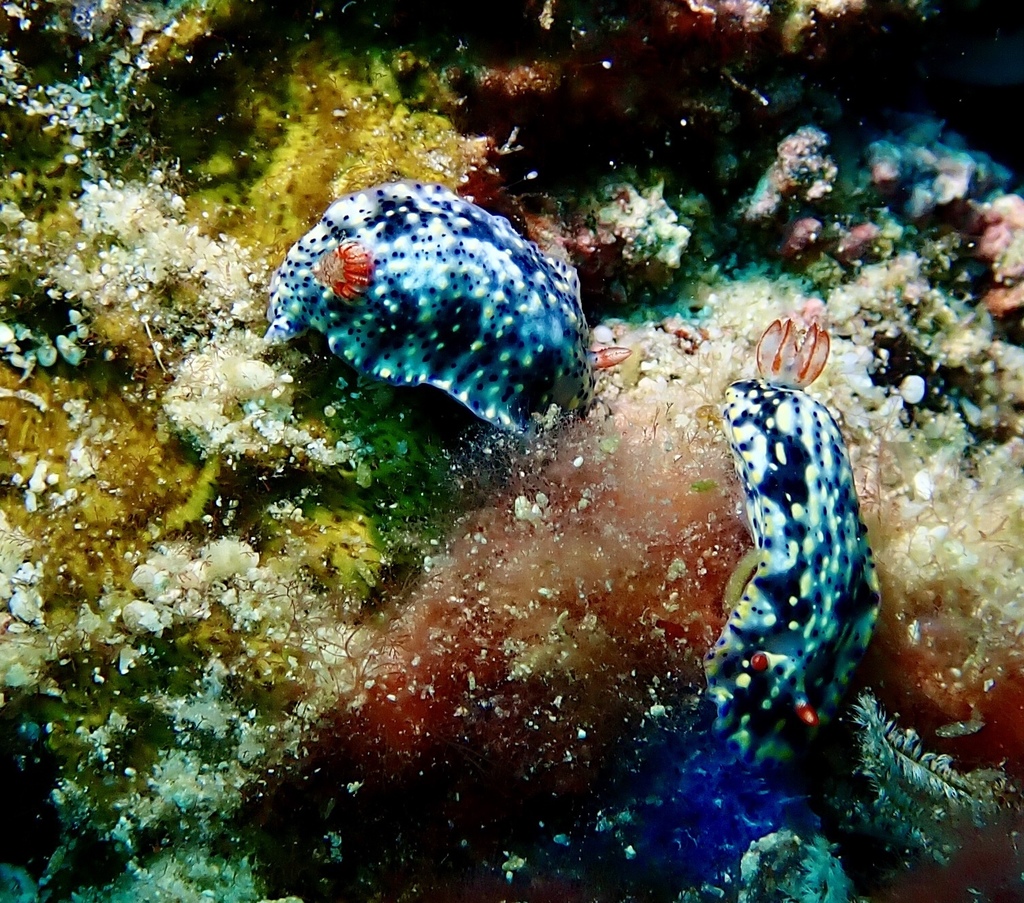 Black-spotted Split-tooth Dorid