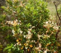 Pomaderris obcordata