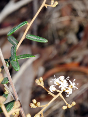 Astrotricha ledifolia