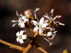 Astrotricha ledifolia