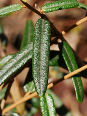 Astrotricha ledifolia