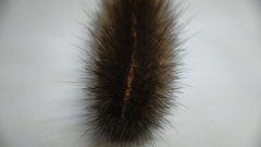 Spilosoma