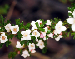 Cyanothamnus anemonifolius