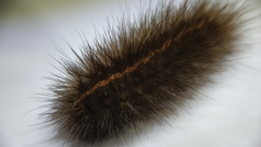 Spilosoma