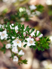 Cyanothamnus anemonifolius
