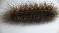 Spilosoma