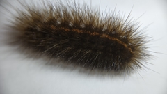 Spilosoma
