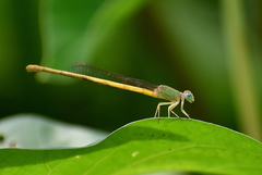 Ceriagrion coromandelianum