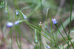 Wahlenbergia multicaulis