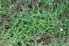 Wahlenbergia multicaulis