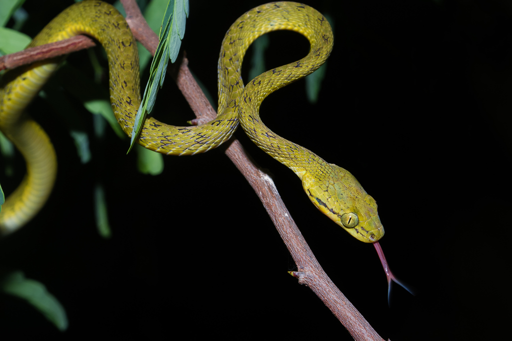 Yellow-Green Cat Snake