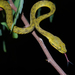 Yellow-green Cat Snake - Photo (c) Daniel V Raju, some rights reserved (CC BY-NC), uploaded by Daniel V Raju