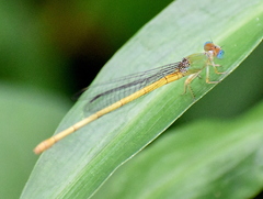Ceriagrion coromandelianum