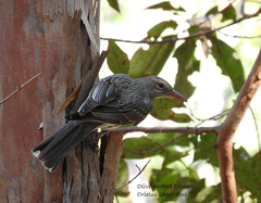 Oriolus sagittatus sagittatus