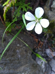 Geranium suzukii