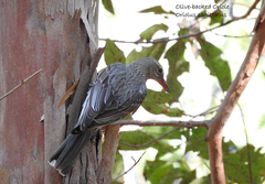 Oriolus sagittatus sagittatus