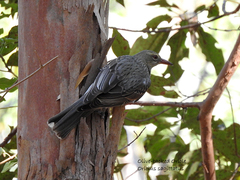 Oriolus sagittatus sagittatus