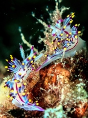 Coryphellina rubrolineata