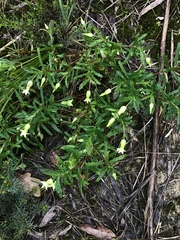 Billardiera mutabilis