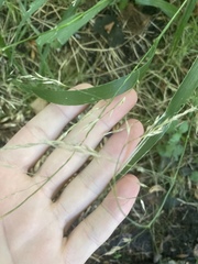 Lolium giganteum